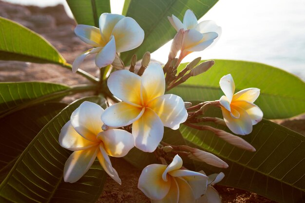 Plumeria kwiat na tle morza