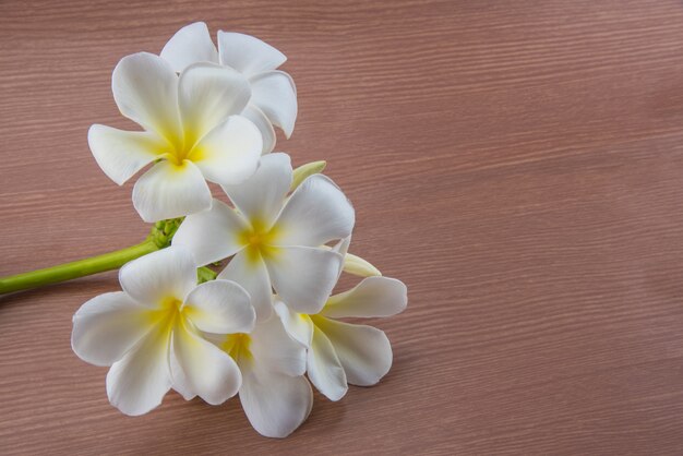 Plumeria kwiatu kwitnienie na drewnianym tle