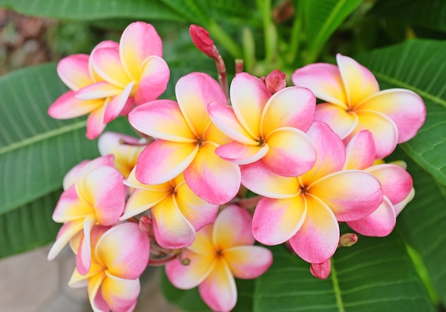 Plumeria Kwiatu Różowy I Biały Frangipani Tropikalny Kwiat