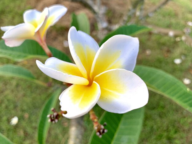 Plumeria Kwiaty Kwitną Rano