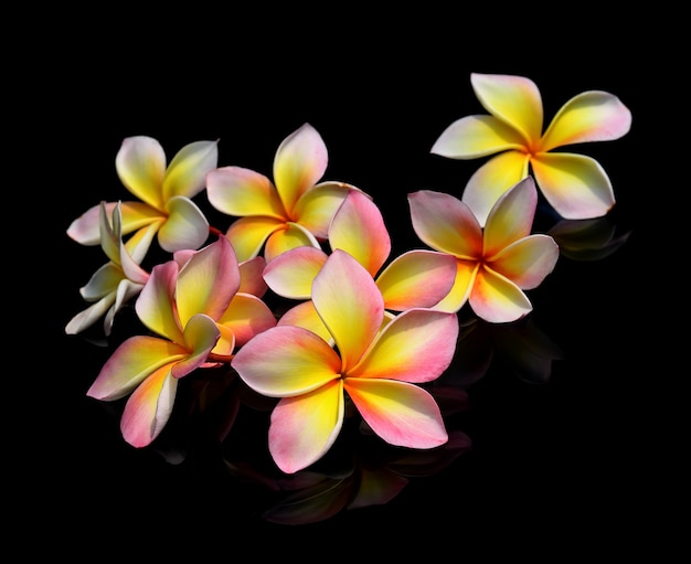 Plumeria kwiaty na czarnym tle.