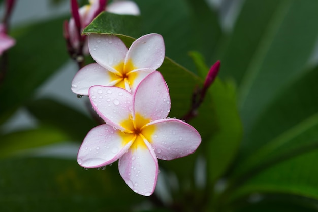 Plumeria kwiaty z bliska