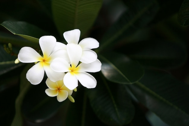 Plumeria kwitnie na drzewie, zamyka up