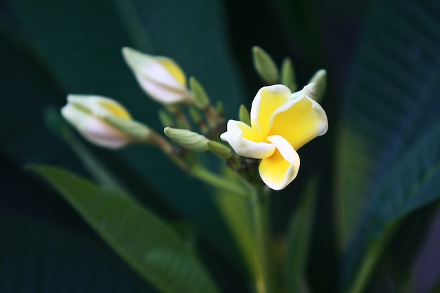 Plumeria kwitnie na drzewie