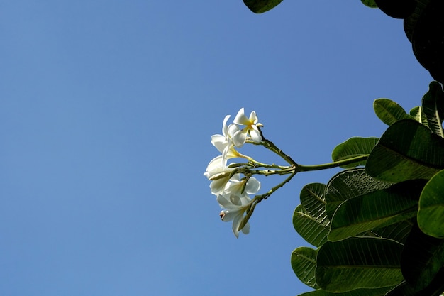 Plumeria Obtusa Kwiat Z Niebieskim Tłem Nieba