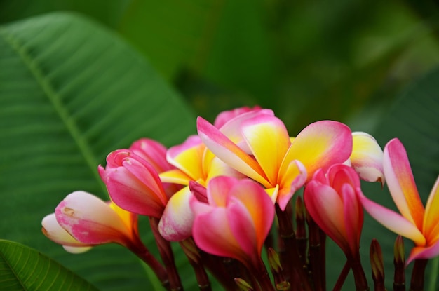 Plumeria obtusa w ogrodzie