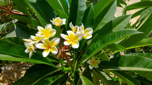 plumeria roślina drzewo tropikalny kwiat blisko