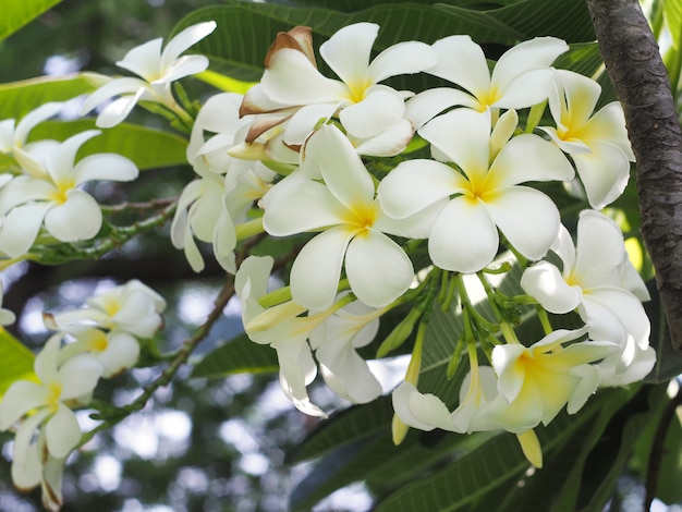 Plumeria tropikalny spa kwiat