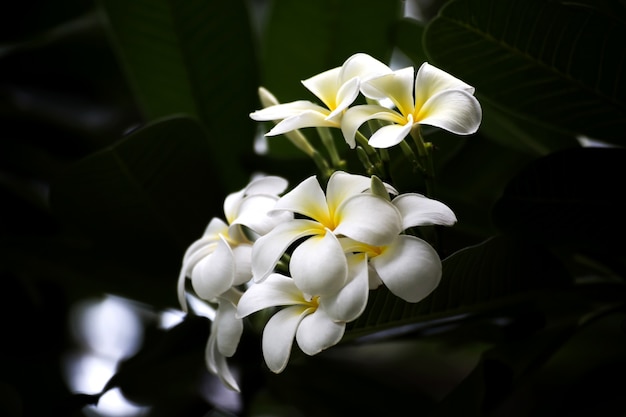 Plumeria Vintage Tone na drzewie plumeria, kwiaty tropikalne frangipani