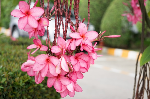 Plumeria Z Natury Tłem W Sunnyday Naturalnym