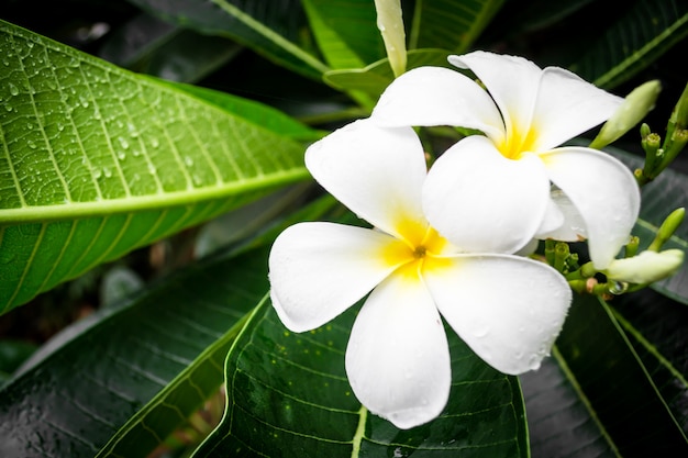 Plumeria