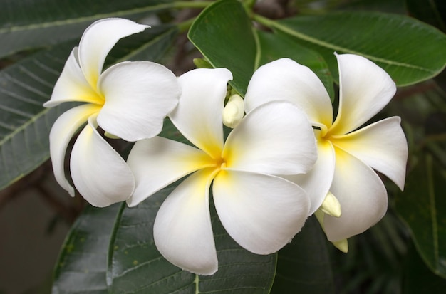 Zdjęcie plumeria