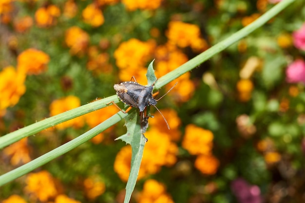 Pluskwa czerwononoga lat Pentatoma rufipes czołga się po roślinach w ogrodzie