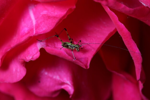 Zdjęcie pluskwa siedzi na różowym kwiacie w ogrodzie.