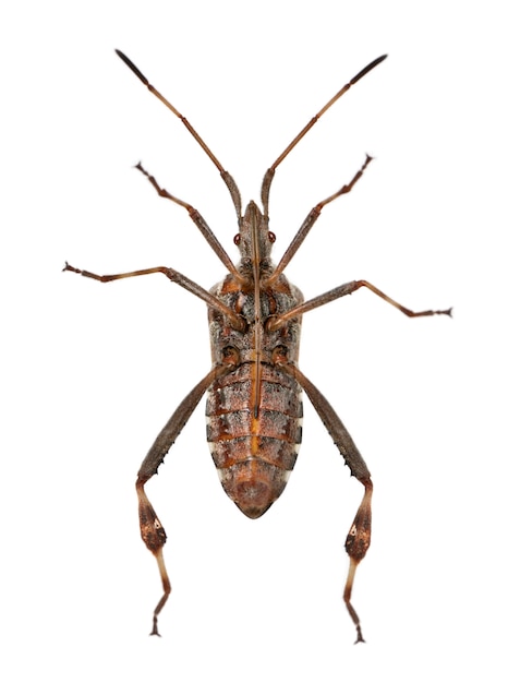 Pluskwa zachodniej nasion iglastych, Leptoglossus occidentalis, na białym tle