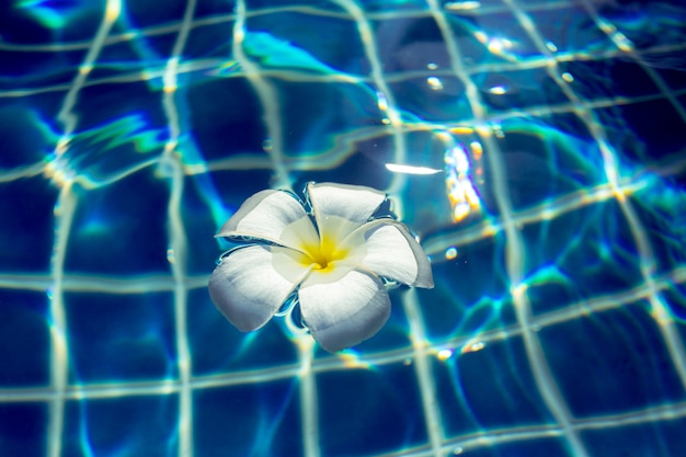 Pływające kwiaty frangipani w basenie