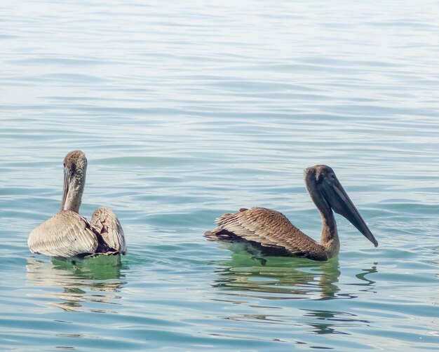 pływające pelikany