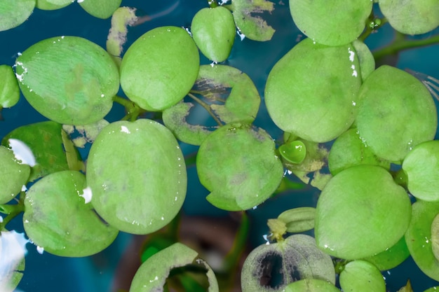 Pływające rośliny akwariowe zwane frogbit amazonki lub Limnobium Laevigatum pogryzione przez ryby słodkowodne