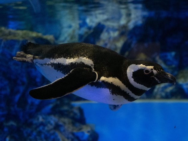 Pływający pingwin