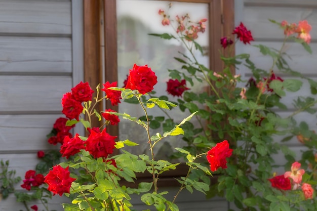 Pnące czerwone i pomarańczowe róże kwitną w ogrodzie w pobliżu okna małego drewnianego domu