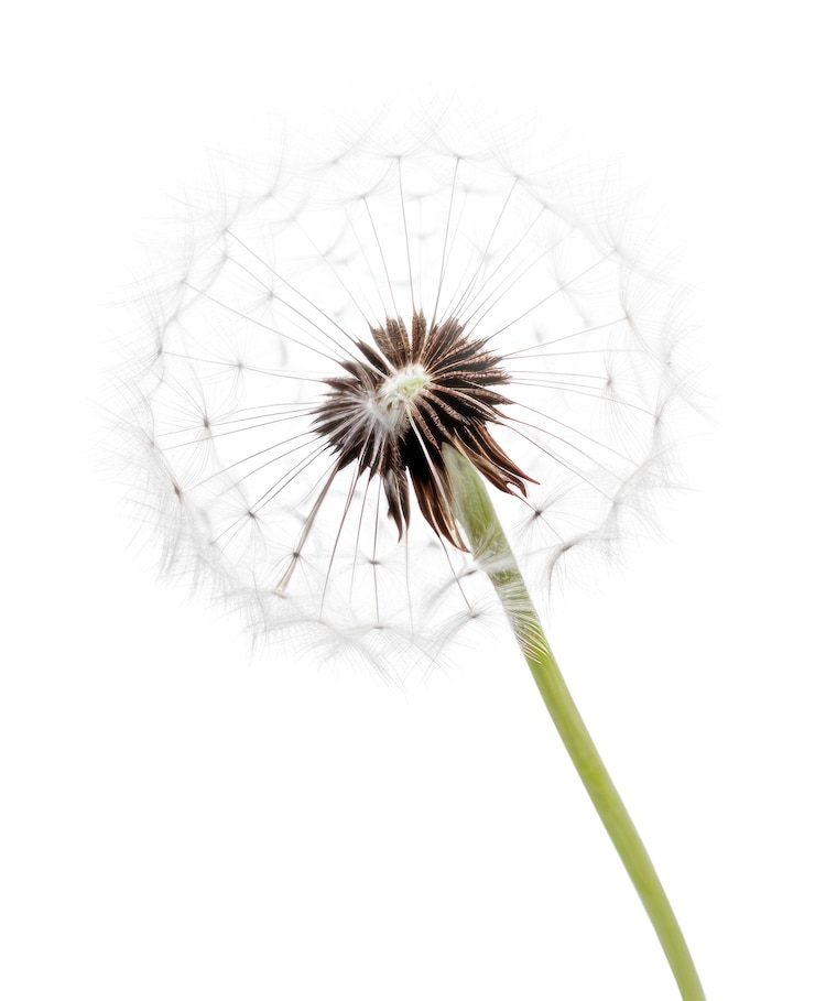 Zdjęcie png dandelion kwiat roślina biała