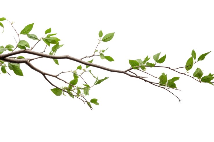 Zdjęcie png gałęzie drzew liście roślin białe tło