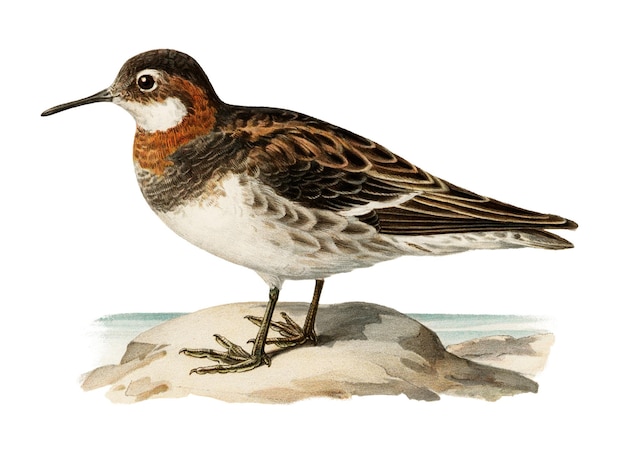 Png naklejka czerwony szyjny phalarope ptak ręcznie narysowany