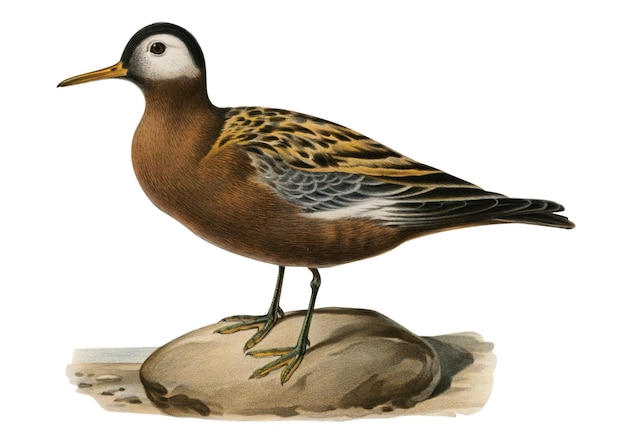 Png naklejka phalarope ptak ręcznie narysowany