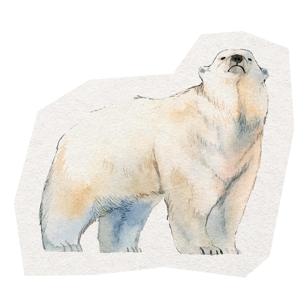 PNG polar bear cyfrowa naklejka element kolażu na przezroczystym tle