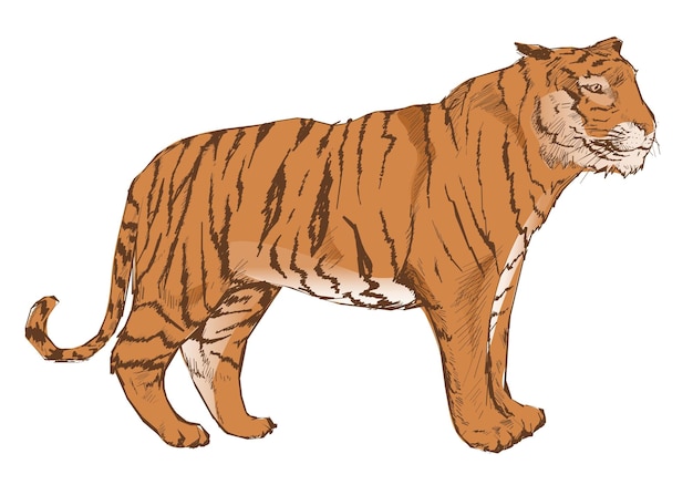 Png pomarańczowy tygrys ilustracja zwierzęca przezroczysty tło