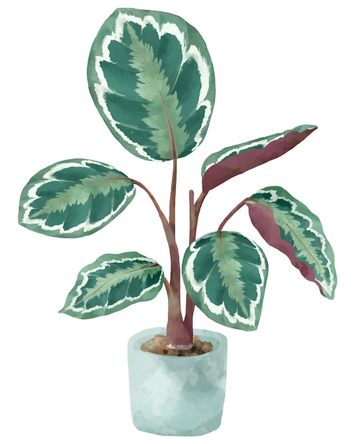 Png różowy malowany calathea akwarel botaniczny