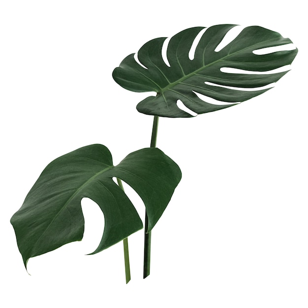 PNG Rozszczepiony liść philodendron monstera roślina przezroczyste tło