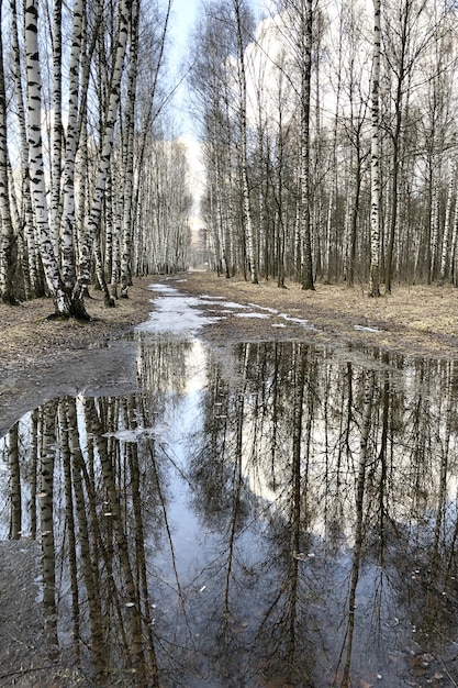 Zdjęcie pnia brzozy odzwierciedlone w kałuży topnej wody we wczesnej wiosnie w naturalnym krajobrazie