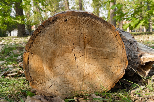 Pnia drzewa w parku miejskim