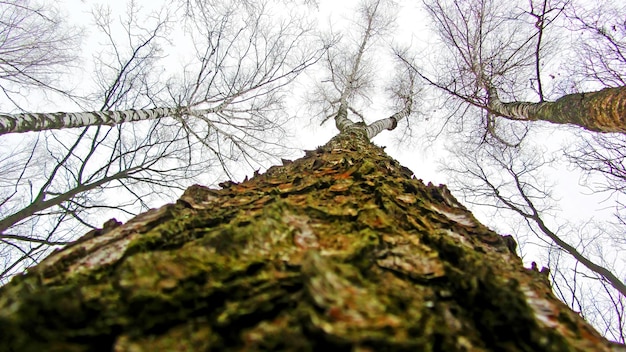 Pnia drzewa widok z bliska z martwymi gałęziami i liśćmi z powodu chemikaliów i technik wylesiania stworzonych przez człowieka, które zwiększają globalne ocieplenie i zanieczyszczenie