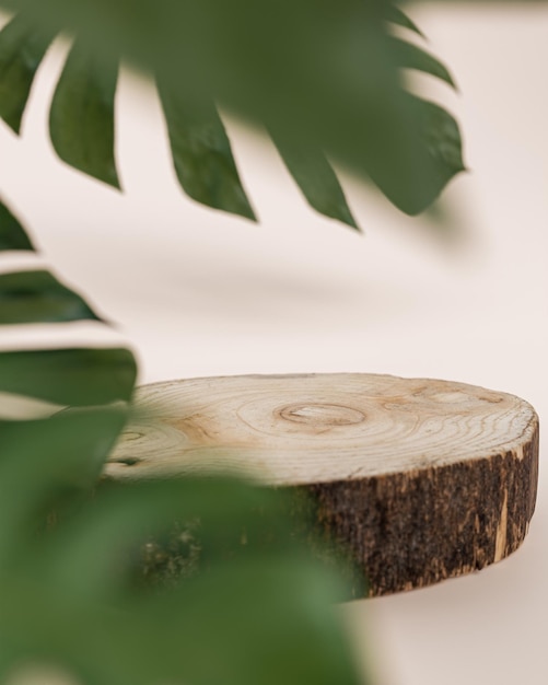 Pnia drzewa z bali drewna w środowisku lasów tropikalnych do renderowania 3d lokowania produktu