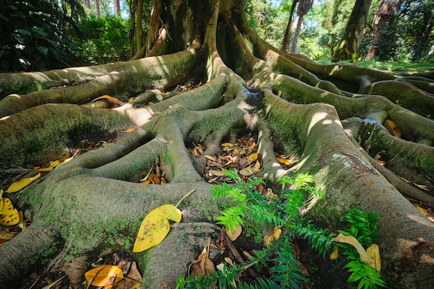 Pnia i korzenie Ficus macrophylla z bliska