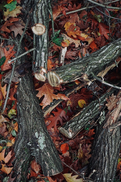 Pnie, gałęzie i liście o jesiennych barwach w naturze, w sezonie jesiennym