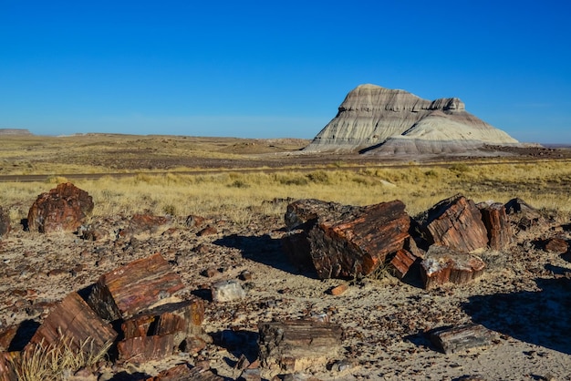 Pnie Skamieniałych Drzew Wielokolorowe Kryształy Minerałów Park Narodowy Skamieniałego Lasu Arizona