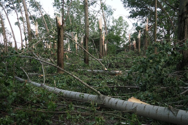 Po huraganie 19 lipca 2023 park Sremska Mitrovica Serbia Złamane drzewa bałagan na ulicach Złamane gałęzie zgięte pnia szczątki i śmieci Stan wyjątkowy po katastrofalnej burzy