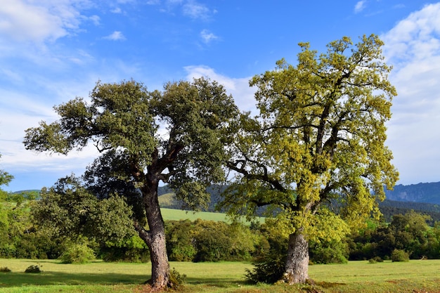 Po lewej dąb ostrolistny Quercus ilex, po prawej dąb galasowy Quercus faginea