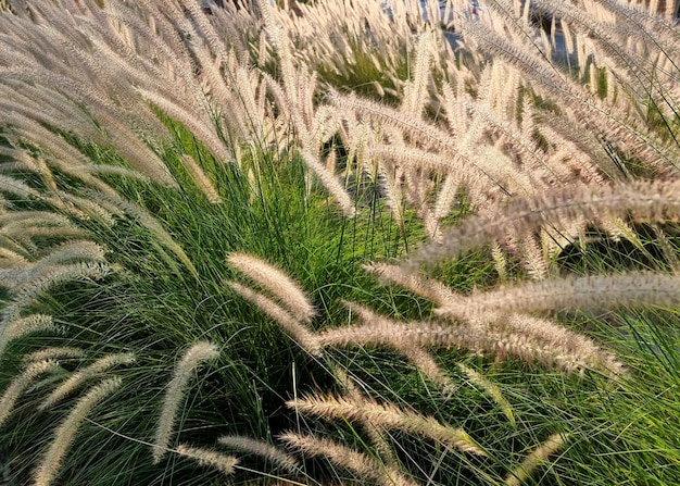 Zdjęcie poaceae lub graminaae w ogrodzie