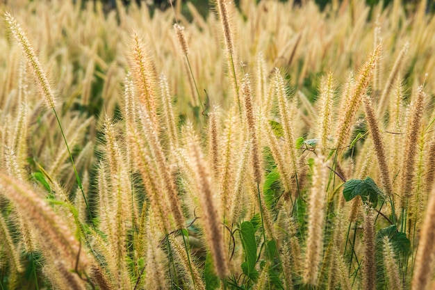 Poaceae trawy kwiatów pole i Poaceae tło