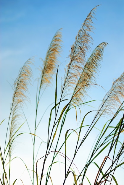 Poaceae