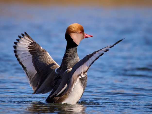 Pochard czerwonoczuby Netta rufina