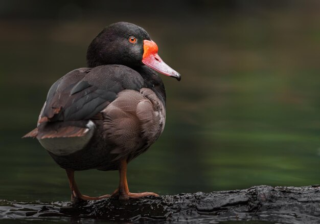 Pochard różowy