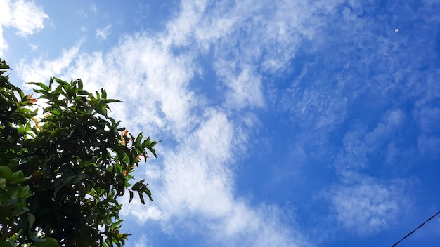 Pochmurne, czyste, błękitne niebo z liśćmi guawy jako ozdobą 04