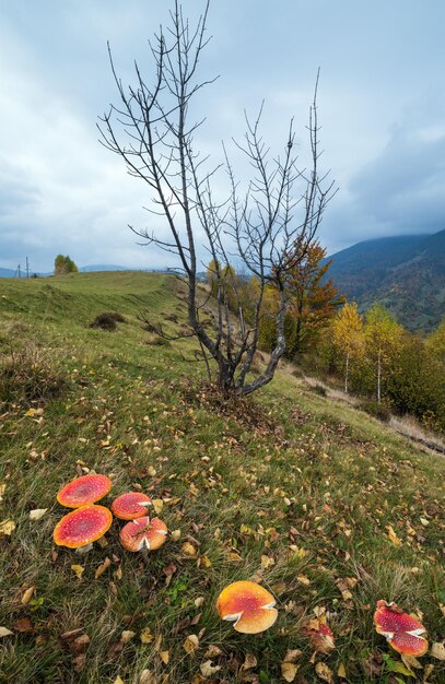 Pochmurny i mglisty dzień Jesień Karpaty Ukraina Polana scena Amanita grzyby na pierwszym planie