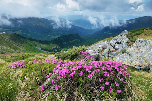 Pochmurny letni dzień z chmurami. Kwitnący krzew rododendronów. Krajobraz z różowymi kwiatami. Karpaty, Ukraina, Europa