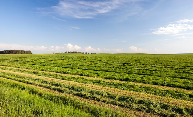 Pochyły I Złożony W Rzędy Soczystej Zielonej Trawy Do Karmienia Zwierząt, Letni Krajobraz